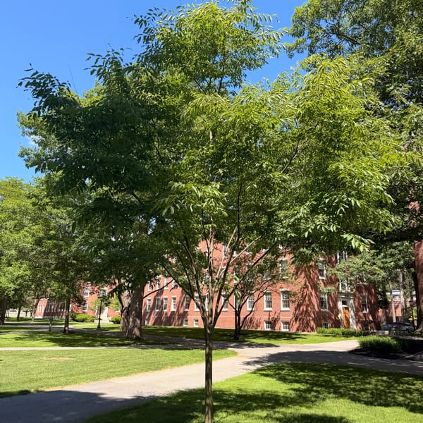 Lush green trees and grass frame a red brick building with white windows under a clear blue sky.