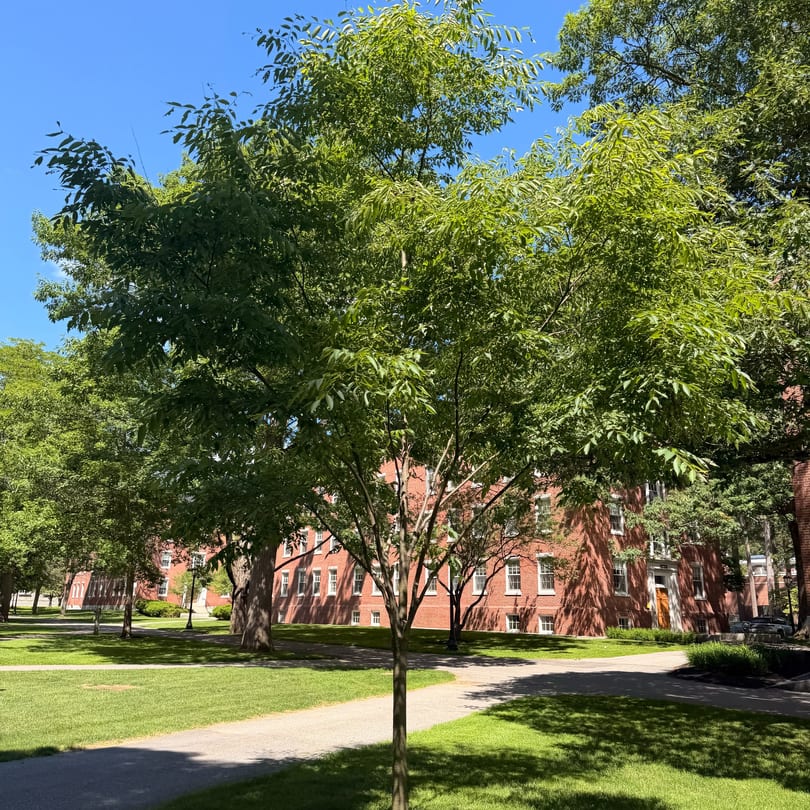 Lush green trees and grass frame a red brick building with white windows under a clear blue sky.